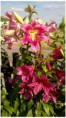 /album/fotogalerie-kvetouci-dum-2016/pizap-com14687845779241-jpg/